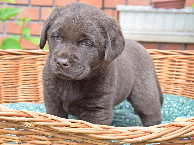 Labrador Retriever Welpe kaufen