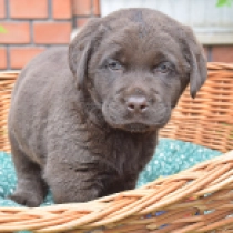 Ragnor, brown Labrador Retriever Welpen kaufen