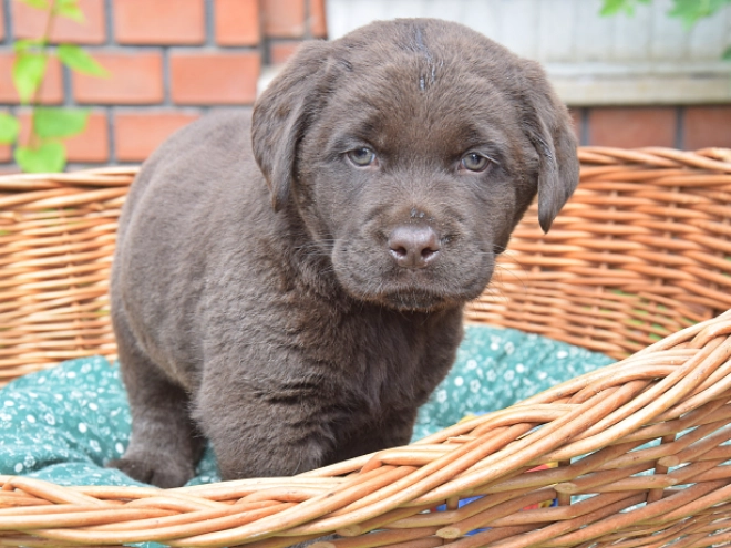 Labrador Retriever Welpe kaufen
