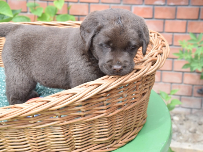 Labrador Retriever Welpe kaufen