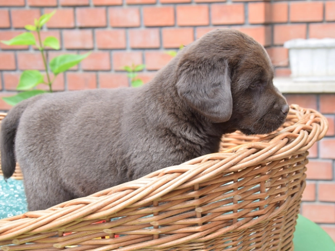 Labrador Retriever Welpe kaufen