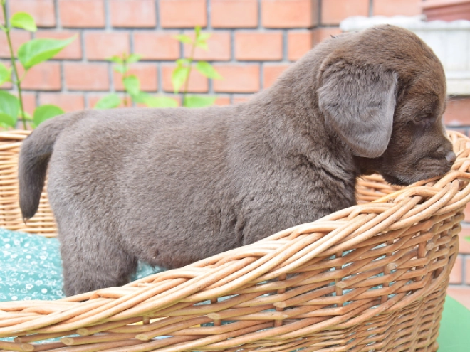 Labrador Retriever Welpe kaufen