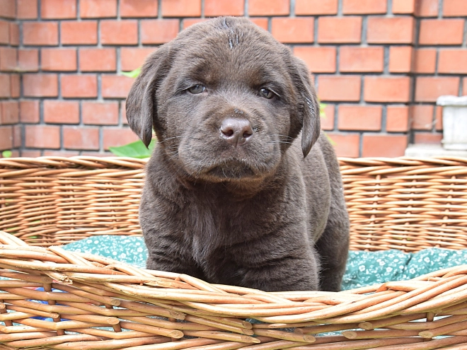 Labrador Retriever Welpe kaufen