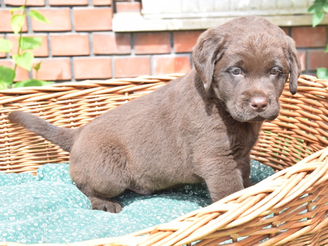 Labrador Retriever Welpe kaufen