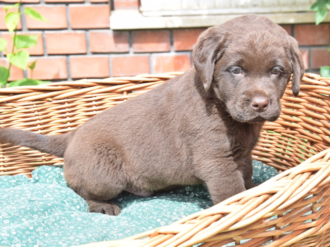 Labrador Retriever Welpe kaufen