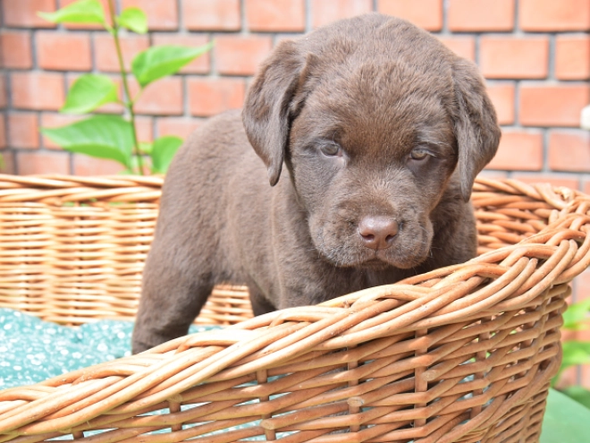 Labrador Retriever Welpe kaufen