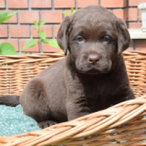 Scout, brown Labrador Retriever for sale