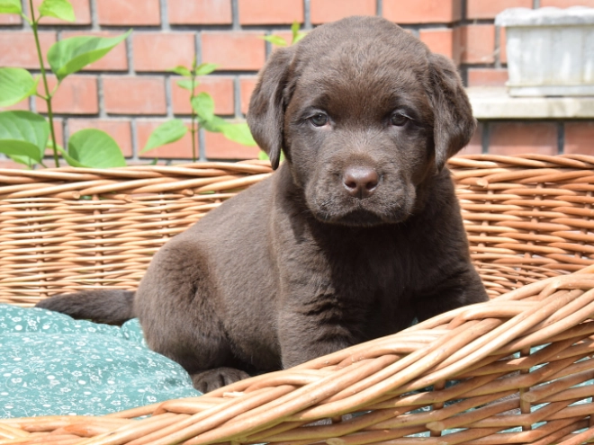 Labrador Retriever Welpe kaufen