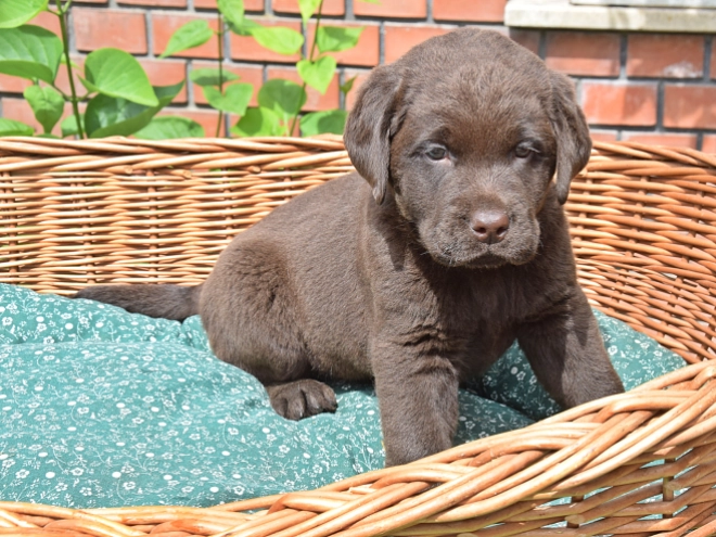 Labrador Retriever Welpe kaufen