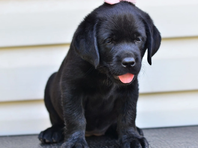 Perros Labrador Retriever en venta