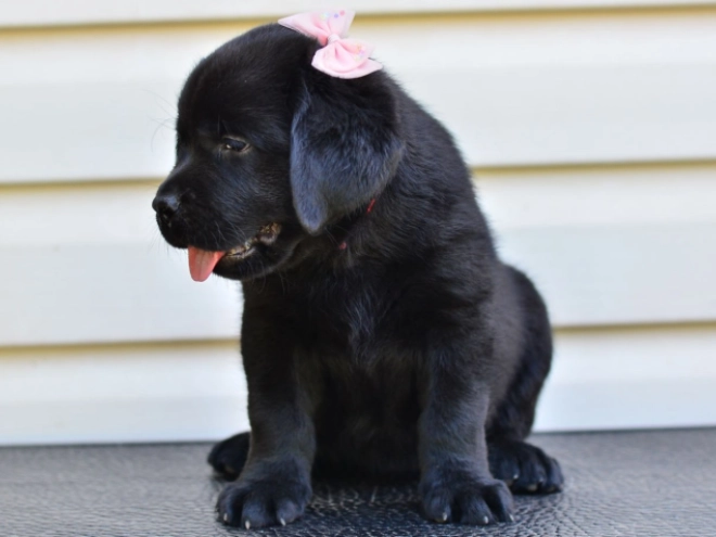 Perros Labrador Retriever en venta
