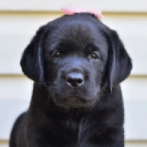 Viky, black Labrador Retriever Welpen kaufen