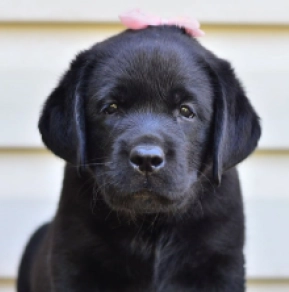 Labrador Retriever Welpe kaufen
