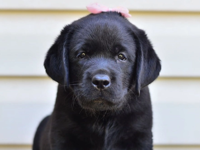 Perros Labrador Retriever en venta
