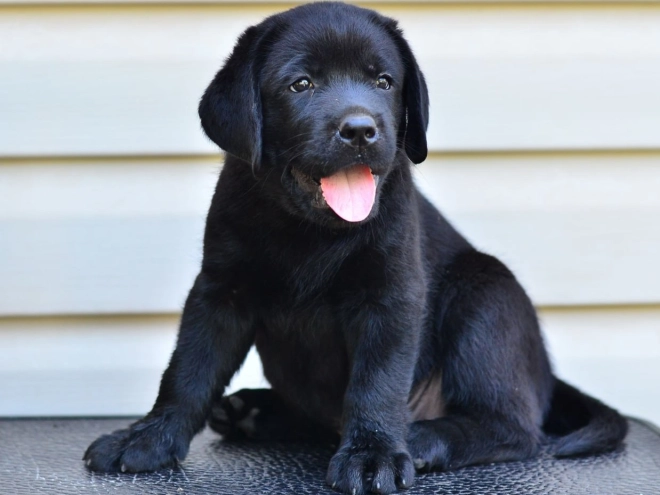 Labrador Retriever Welpe kaufen