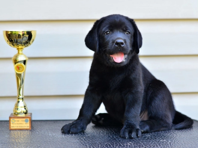 Labrador Retriever Welpe kaufen
