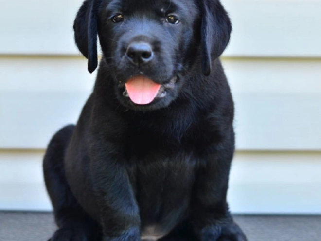 Labrador Retriever Welpe kaufen