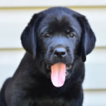 Deni, black Labrador Retriever Welpen kaufen