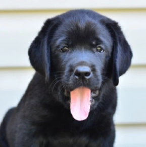 Labrador Retriever Welpe kaufen
