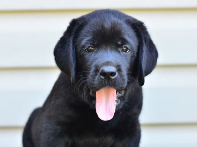 Labrador Retriever Welpe kaufen