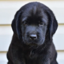 Fily, black Labrador Retriever Welpen kaufen