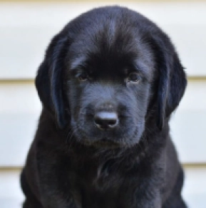 Labrador Retriever Welpe kaufen