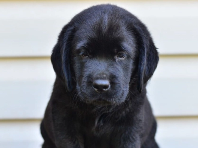 Labrador Retriever Welpe kaufen