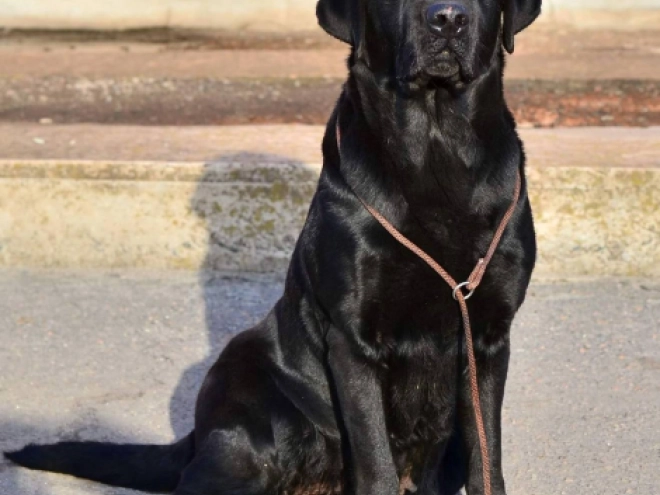 Labrador Retriever Welpe kaufen