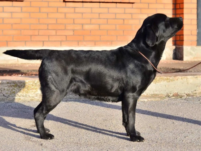 Labrador Retriever Welpe kaufen