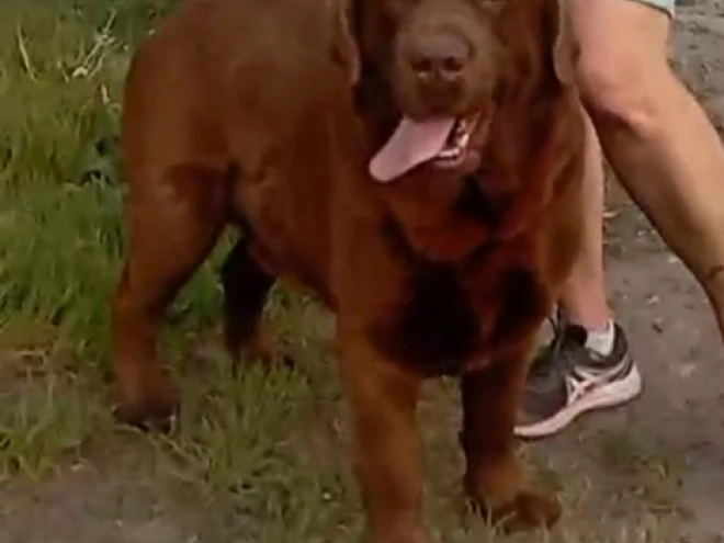 Labrador Retriever Welpe kaufen