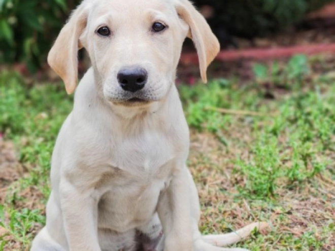 Labrador Retriever puppy for sale