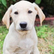 Barfly, yellow Labrador Retriever for sale