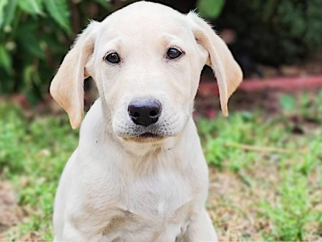 Labrador Retriever puppy for sale
