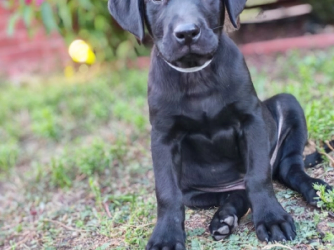 Labrador Retriever puppy for sale