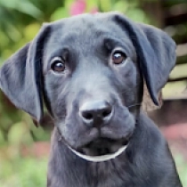 Scout, black Labrador Retriever for sale
