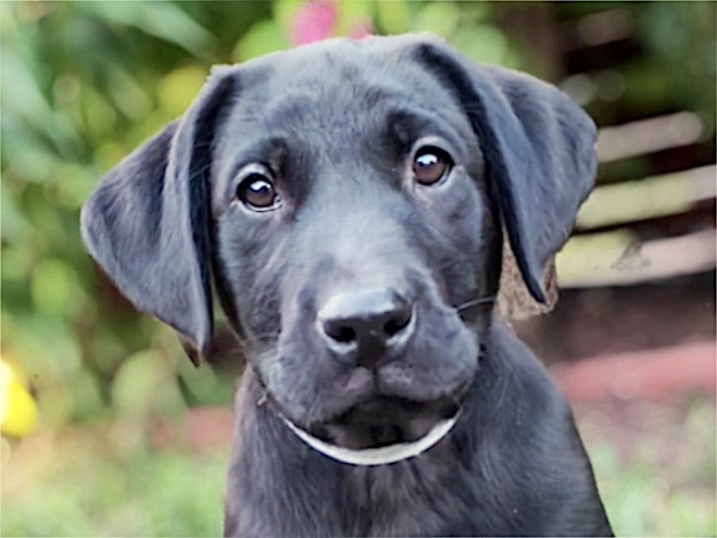 Labrador Retriever puppy for sale