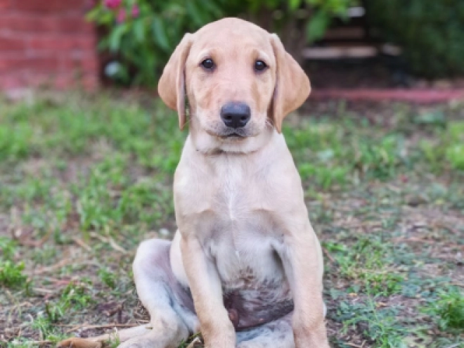 Labrador Retriever puppy for sale