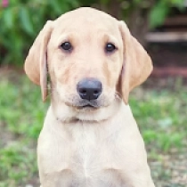 Rover, yellow Labrador Retriever for sale