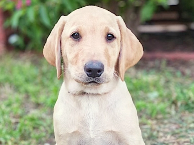 Labrador Retriever puppy for sale