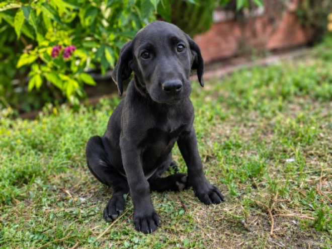 Labrador Retriever puppy for sale