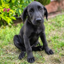 Randolph, black Labrador Retriever for sale