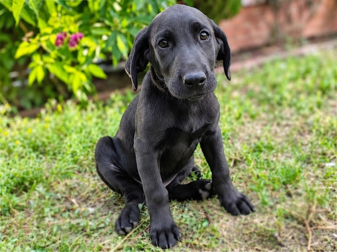 Labrador Retriever puppy for sale
