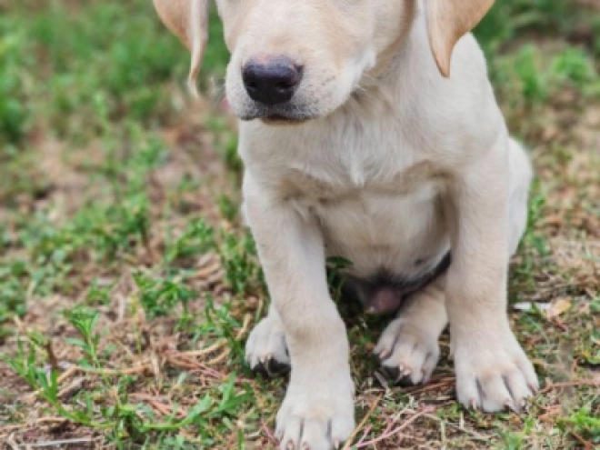 Labrador Retriever puppy for sale