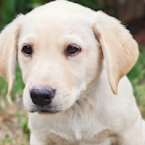 Ragnor, yellow Labrador Retriever for sale