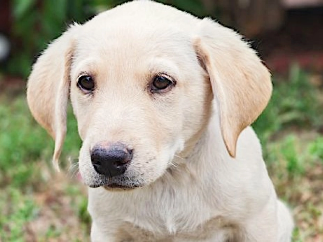 Labrador Retriever puppy for sale