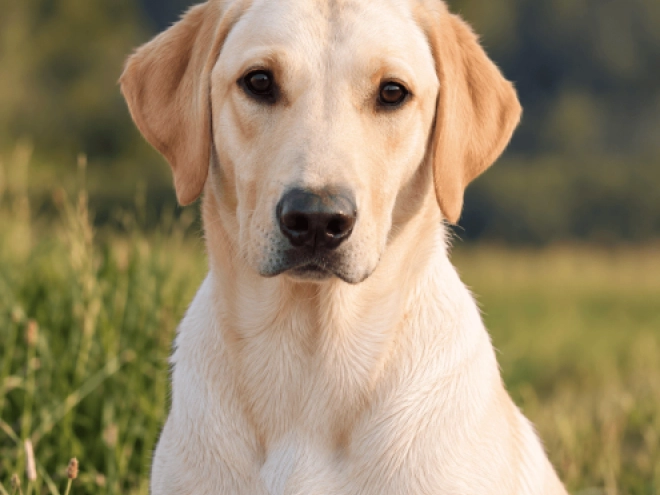 Labrador Retriever puppy for sale