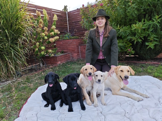 Labrador Retriever puppy for sale