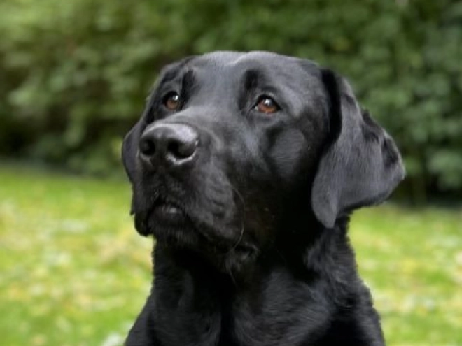 Labrador Retriever puppy for sale