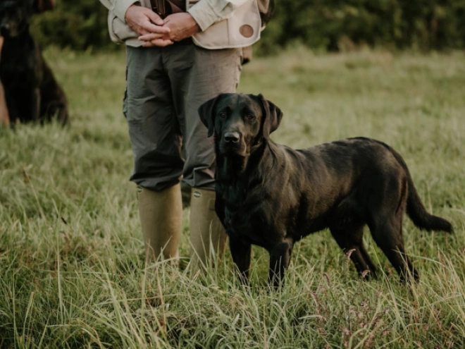 Labrador Retriever puppy for sale