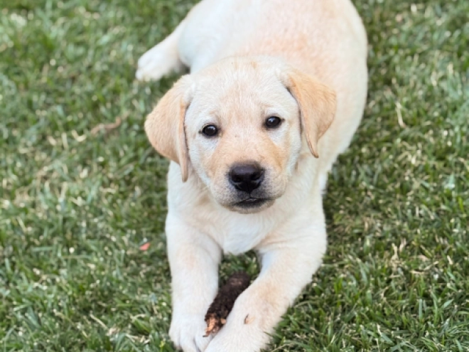 Labrador Retriever puppy for sale